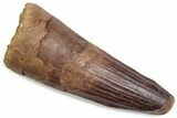 Fossil Spinosaurus Tooth - Real Dinosaur Tooth #376417-1